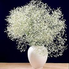 Attēlu rezultāti vaicājumam “Gypsophila paniculata”