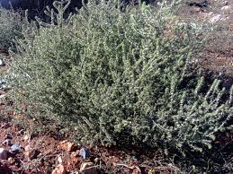 Attēlu rezultāti vaicājumam “Salsola kali”