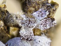 Attēlu rezultāti vaicājumam “Badhamia foliicola”