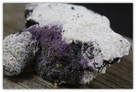 Attēlu rezultāti vaicājumam “Fuligo candida”