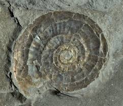 Attēlu rezultāti vaicājumam “Planorbis planorbis”