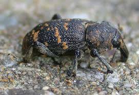 Attēlu rezultāti vaicājumam “Hylobius abietis”