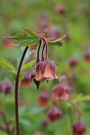 Image result for Geum rivale