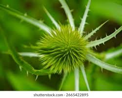 Attēlu rezultāti vaicājumam “Dipsacus fullonum fruit”