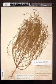 Attēlu rezultāti vaicājumam “Corispermum hyssopifolium fruit”