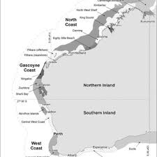 Image result for Furgaleus macki