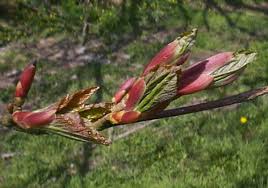 Attēlu rezultāti vaicājumam “Acer pseudoplatanus fo. purpurascens flower”