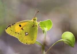 Attēlu rezultāti vaicājumam “Colias croceus”