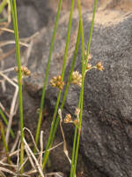 Attēlu rezultāti vaicājumam “Juncus filiformis”