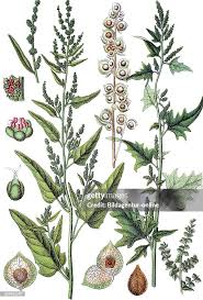 Image result for Atriplex hortensis