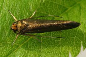 Attēlu rezultāti vaicājumam “Roeslerstammia erxlebella”