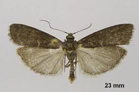 Attēlu rezultāti vaicājumam “Ortholepis betulae”