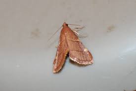 Attēlu rezultāti vaicājumam “Hemicrepidius sp.”