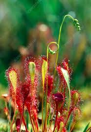 Attēlu rezultāti vaicājumam “Drosera anglica fruit”
