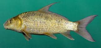Image result for Carpiodes cyprinus