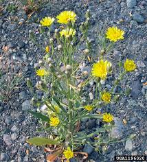 Attēlu rezultāti vaicājumam “Crepis tectorum fruit”