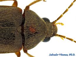 Attēlu rezultāti vaicājumam “Xylita laevigata”