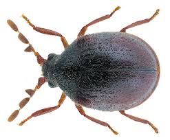 Attēlu rezultāti vaicājumam “Priobium carpini”