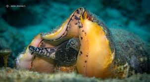 Image result for Aliger gigas