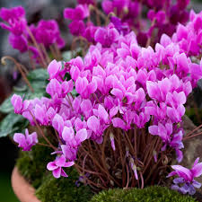 Attēlu rezultāti vaicājumam “Cyclamen hederifolium”