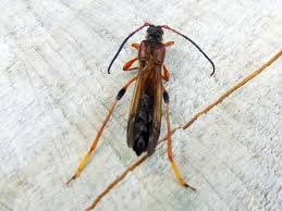 Attēlu rezultāti vaicājumam “Necydalis major”