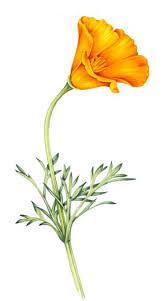 Attēlu rezultāti vaicājumam “Eschscholzia californica fruit”