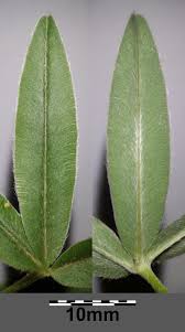 Attēlu rezultāti vaicājumam “Trifolium alpestre leaf”