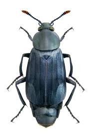 Attēlu rezultāti vaicājumam “Necrodes littoralis”