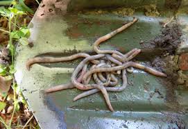 Attēlu rezultāti vaicājumam “Lumbricidae”