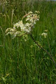 Attēlu rezultāti vaicājumam “Filipendula vulgaris leaf”