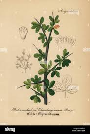 Attēlu rezultāti vaicājumam “Populus x gileadensis”