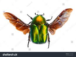 Attēlu rezultāti vaicājumam “Potosia cuprea imago”