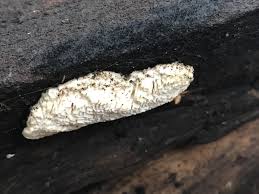 Attēlu rezultāti vaicājumam “Postia guttulata”