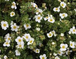 Attēlu rezultāti vaicājumam “Pentaphylloides fruticosa”