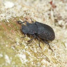 Attēlu rezultāti vaicājumam “Bolitophagus reticulatus imago”