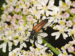 Attēlu rezultāti vaicājumam “Stenurella melanura”