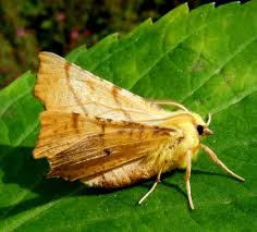 Attēlu rezultāti vaicājumam “Ennomos alniaria”