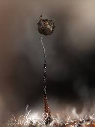 Attēlu rezultāti vaicājumam “Barbeyella minutissima”