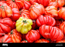 Afbeeldingsresultaat voor black oxheart tomato