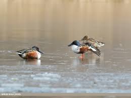 Attēlu rezultāti vaicājumam “Anas clypeata”