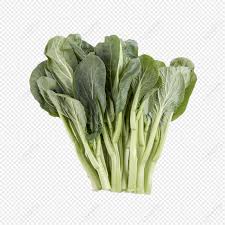 Attēlu rezultāti vaicājumam “Brassica napus fruit”