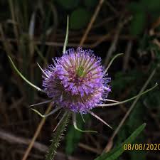 Attēlu rezultāti vaicājumam “Dipsacus fullonum flower”