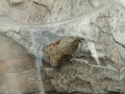 Attēlu rezultāti vaicājumam “Acleris laterana”