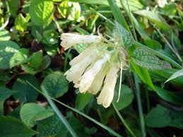 Attēlu rezultāti vaicājumam “Symphytum grandiflorum”