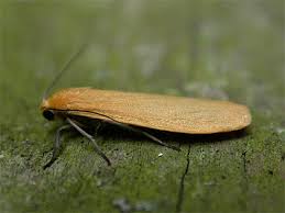 Attēlu rezultāti vaicājumam “Eilema sororcula”