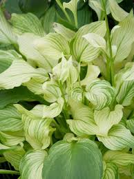 Image result for Hosta White Feather