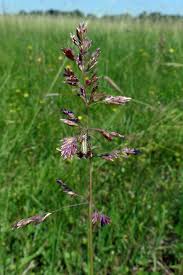 Attēlu rezultāti vaicājumam “Poa angustifolia”