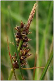 Attēlu rezultāti vaicājumam “Carex caryophyllea fruit”