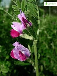Attēlu rezultāti vaicājumam “Vicia sativa flower”