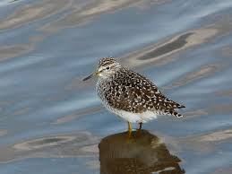 Attēlu rezultāti vaicājumam “Tringa glareola adult”